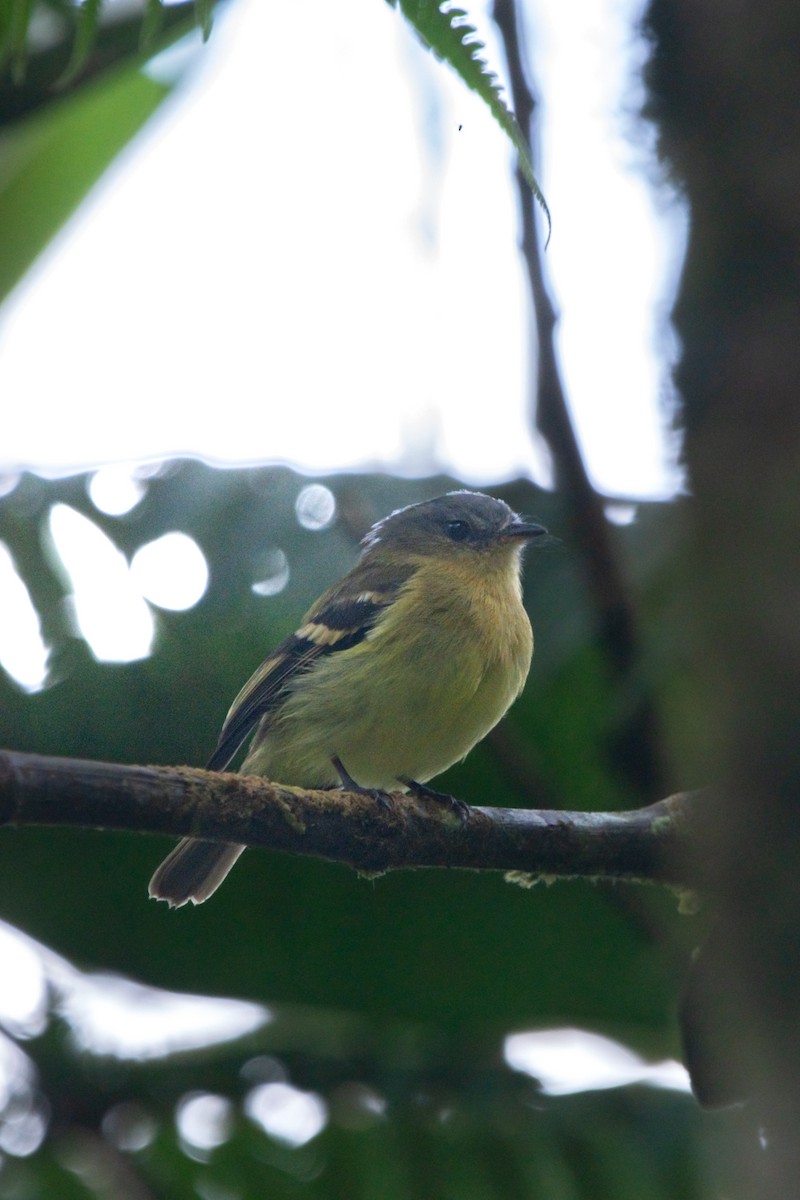 Handsome Flycatcher - ML644947131