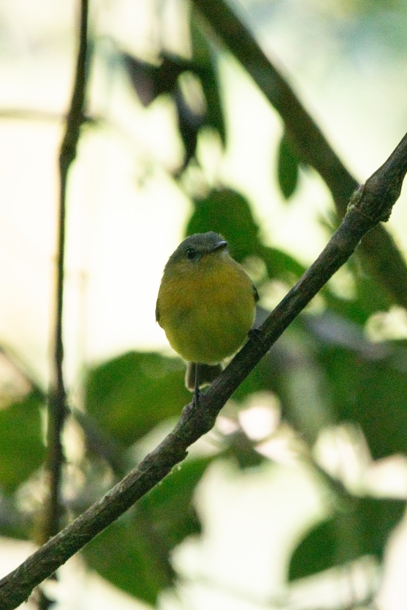 Handsome Flycatcher - ML644947132