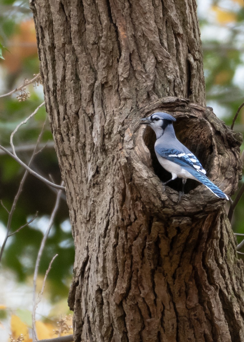 Blue Jay - ML644947134