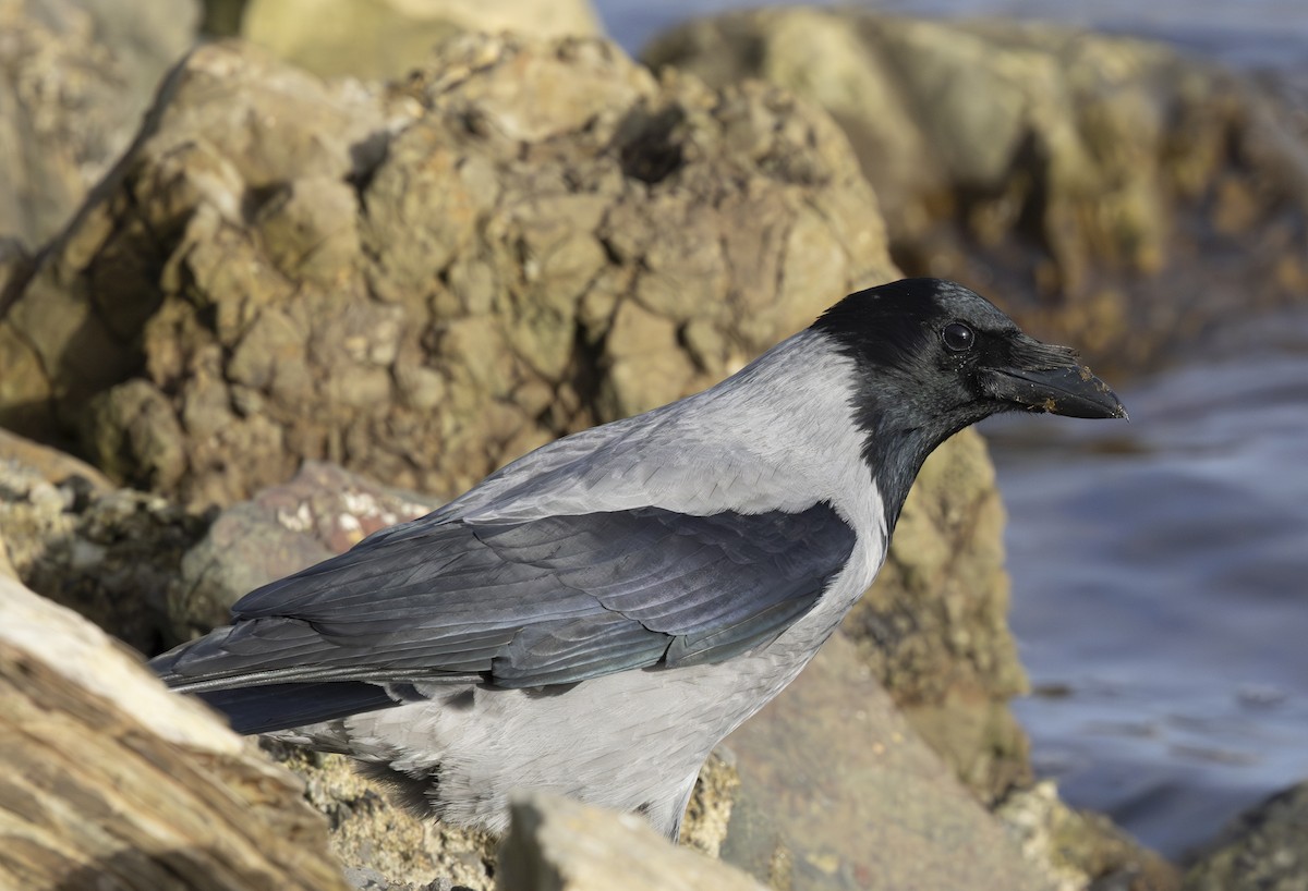 Hooded Crow - ML644947148