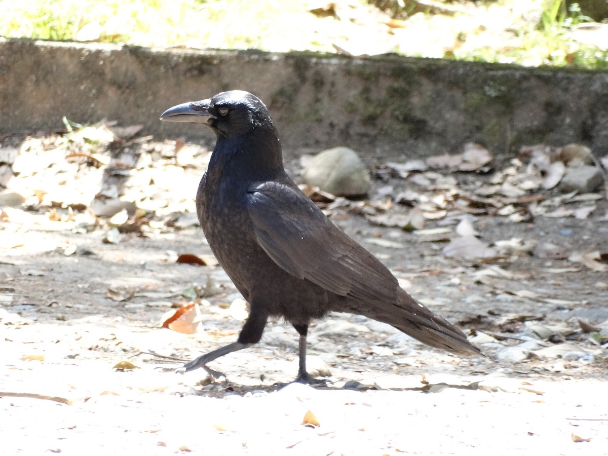 Carrion Crow - ML644947155