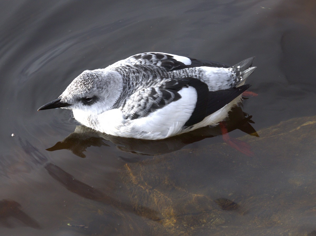 אוריה שחורה - ML644947156
