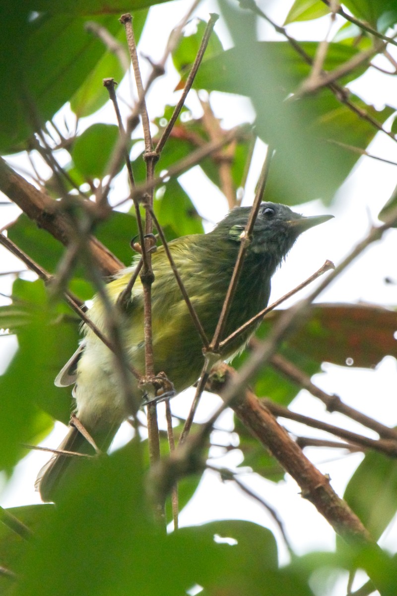 Streak-necked Flycatcher - ML644947199