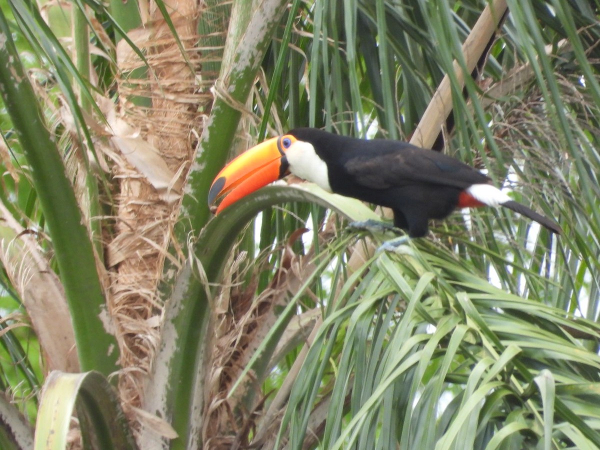 Toco Toucan - ML644947241