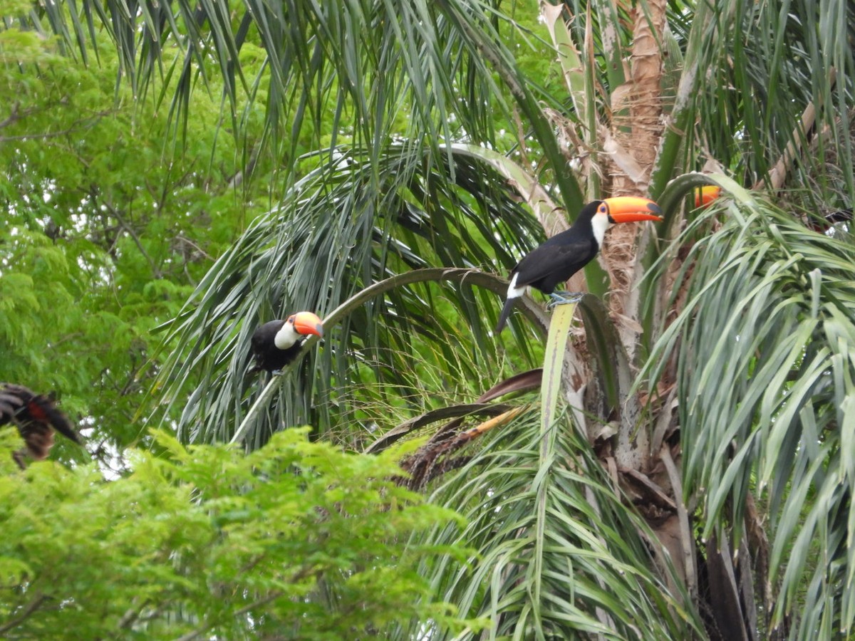 Toco Toucan - ML644947242