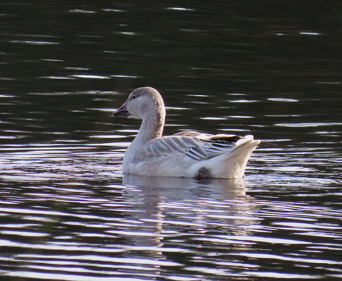 Snow Goose - ML644947246