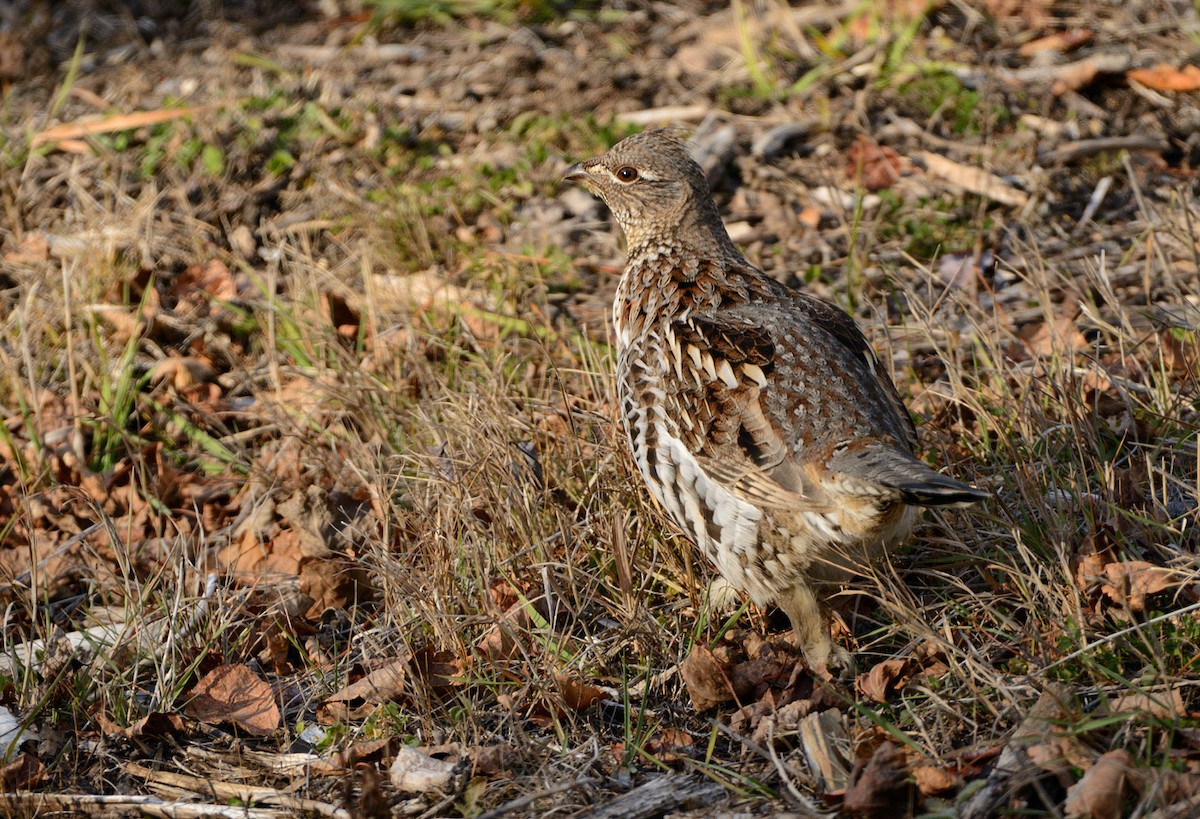 Ruffed Grouse - ML644947248