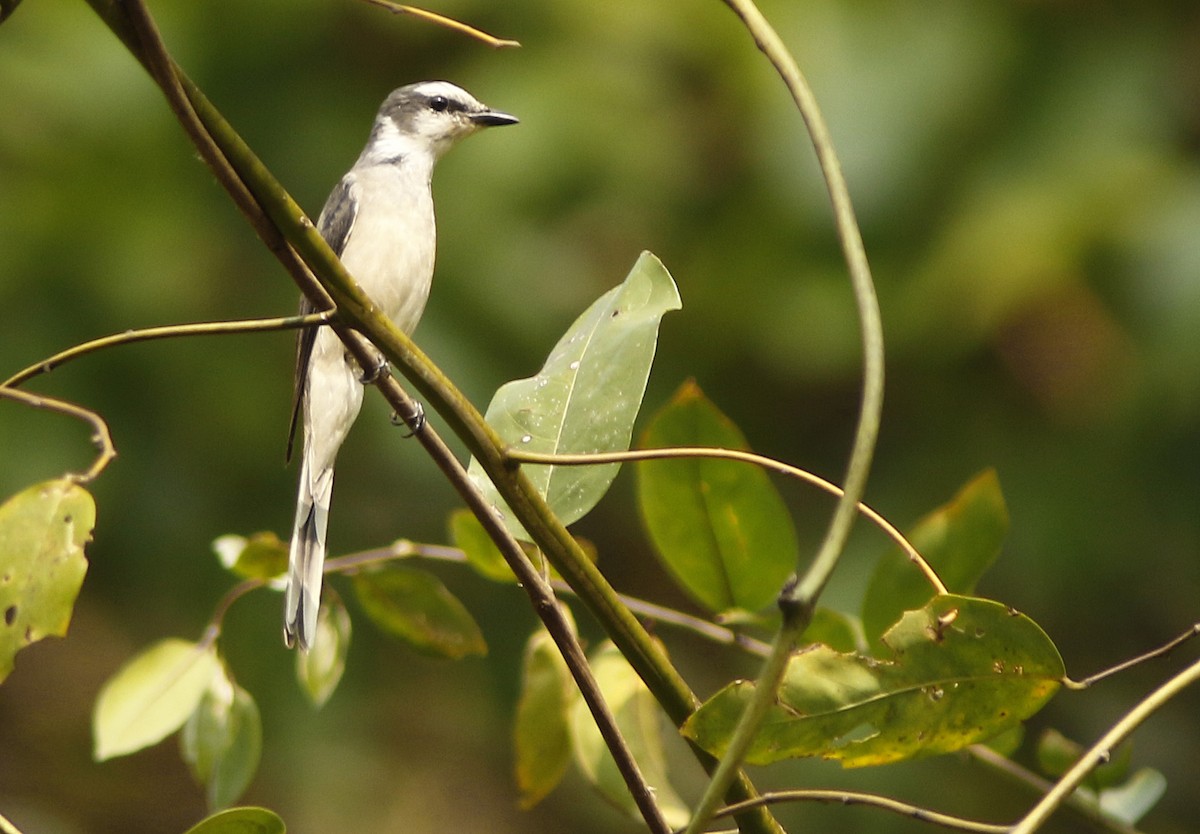 Brown-rumped Minivet - ML644947256