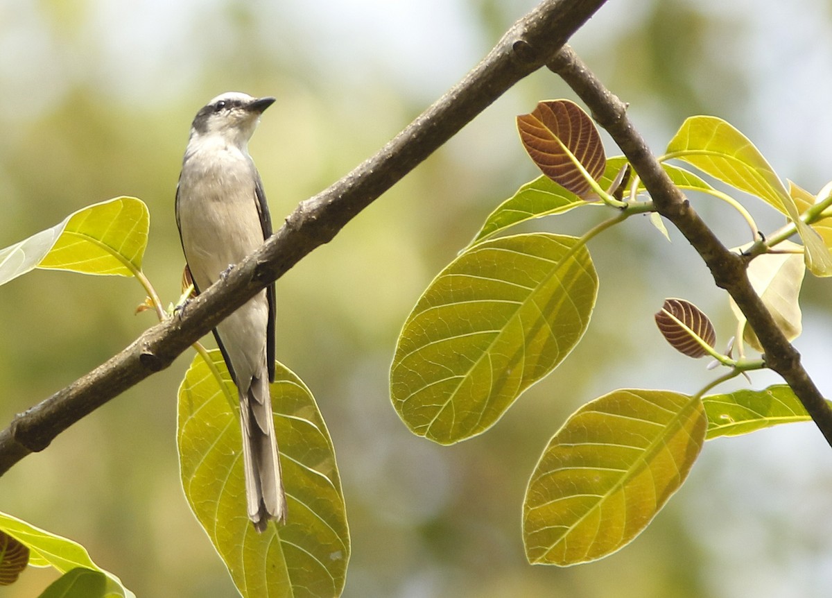 Brown-rumped Minivet - ML644947257