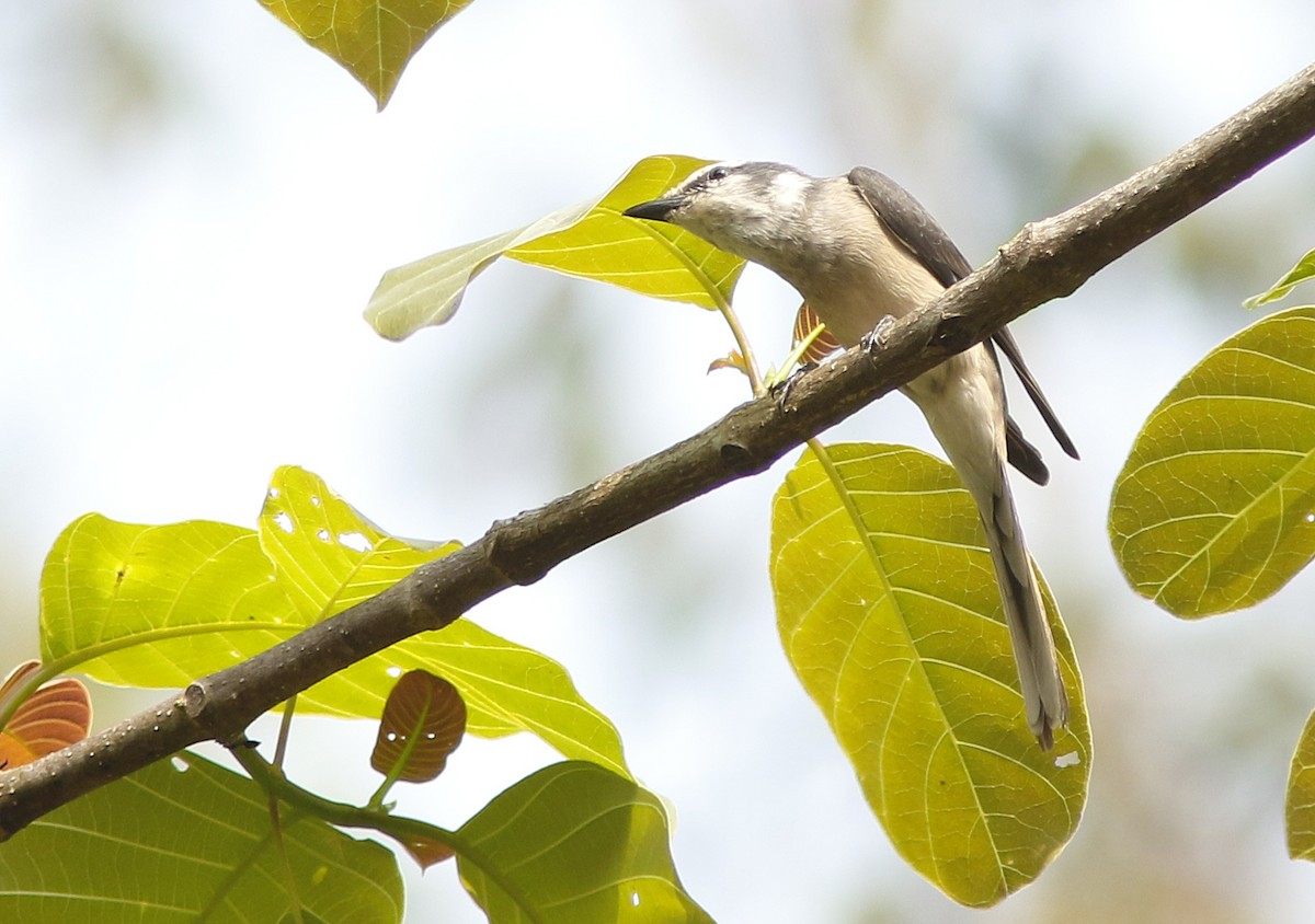 Brown-rumped Minivet - ML644947258