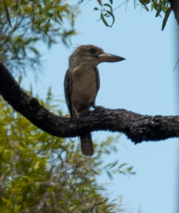 Blue-winged Kookaburra - ML644947261
