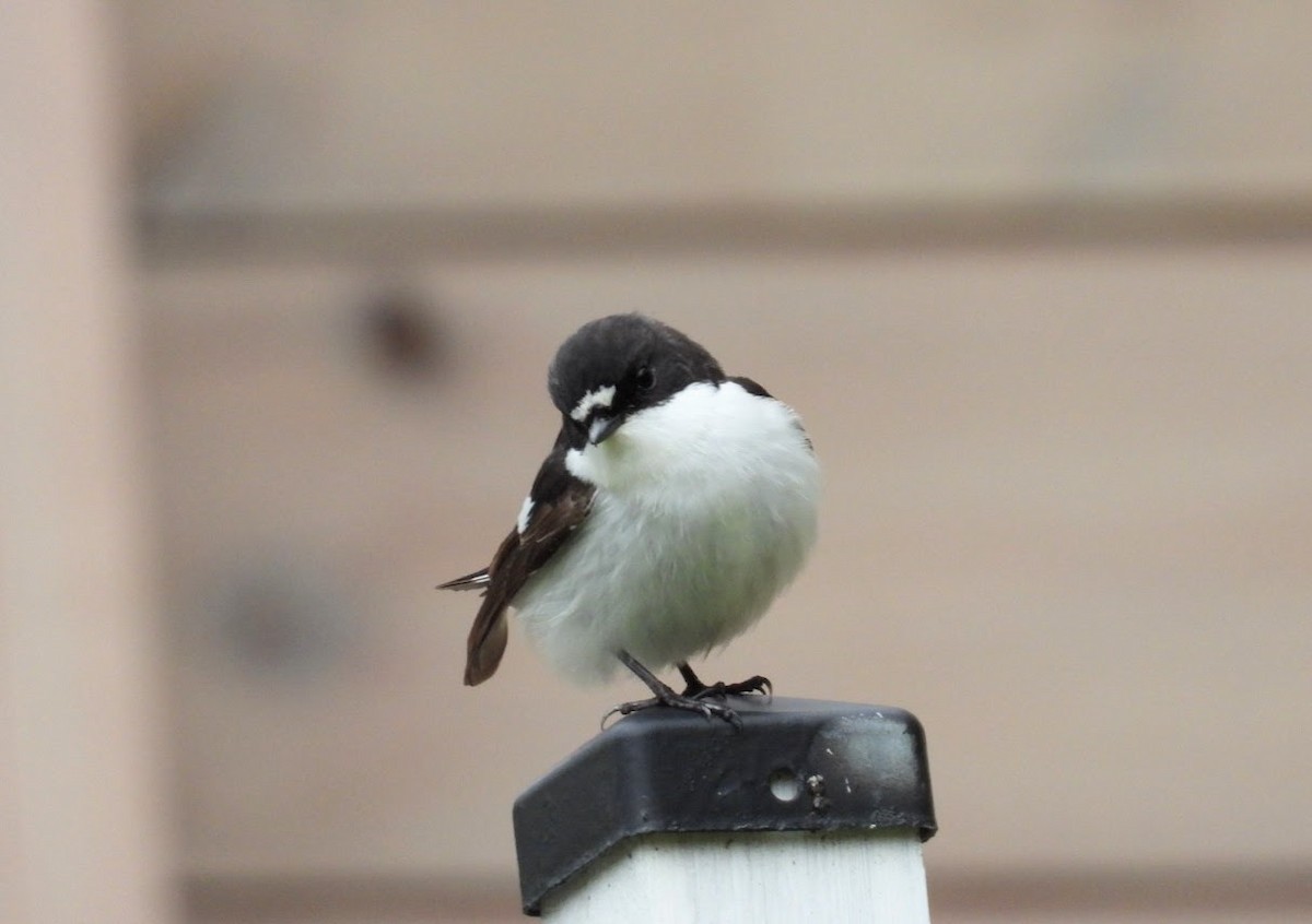 European Pied Flycatcher - ML644947262