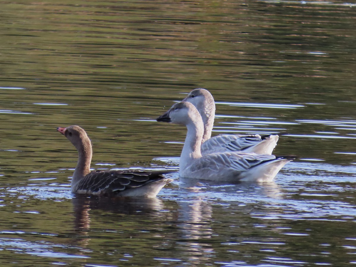 Snow Goose - ML644947273