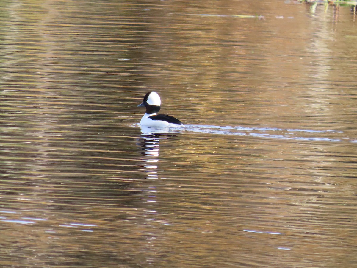 Bufflehead - ML644947282