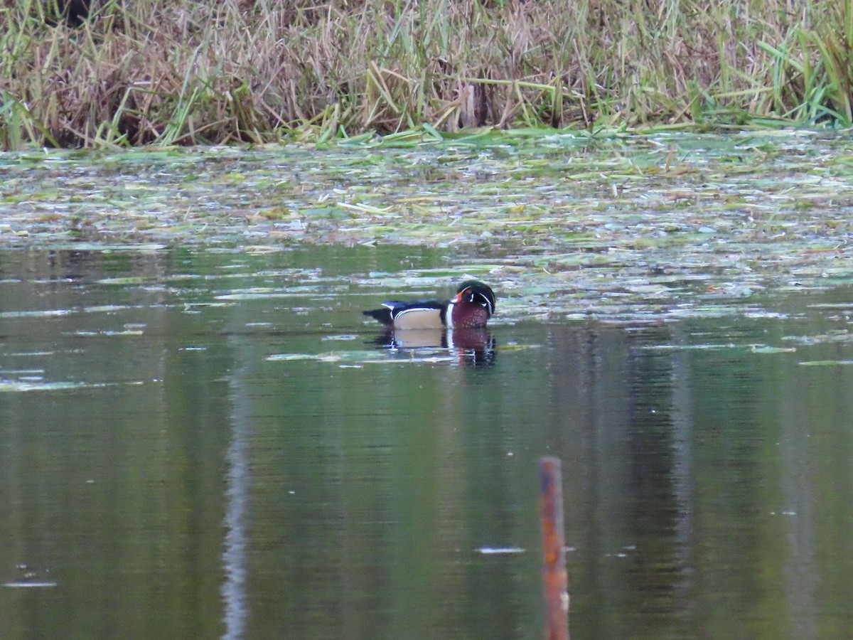 Wood Duck - ML644947293
