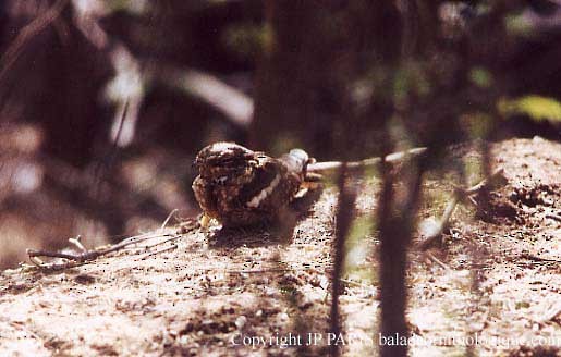 Long-tailed Nightjar - ML644947294