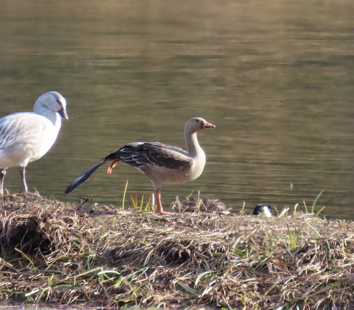 Greater White-fronted Goose - ML644947297