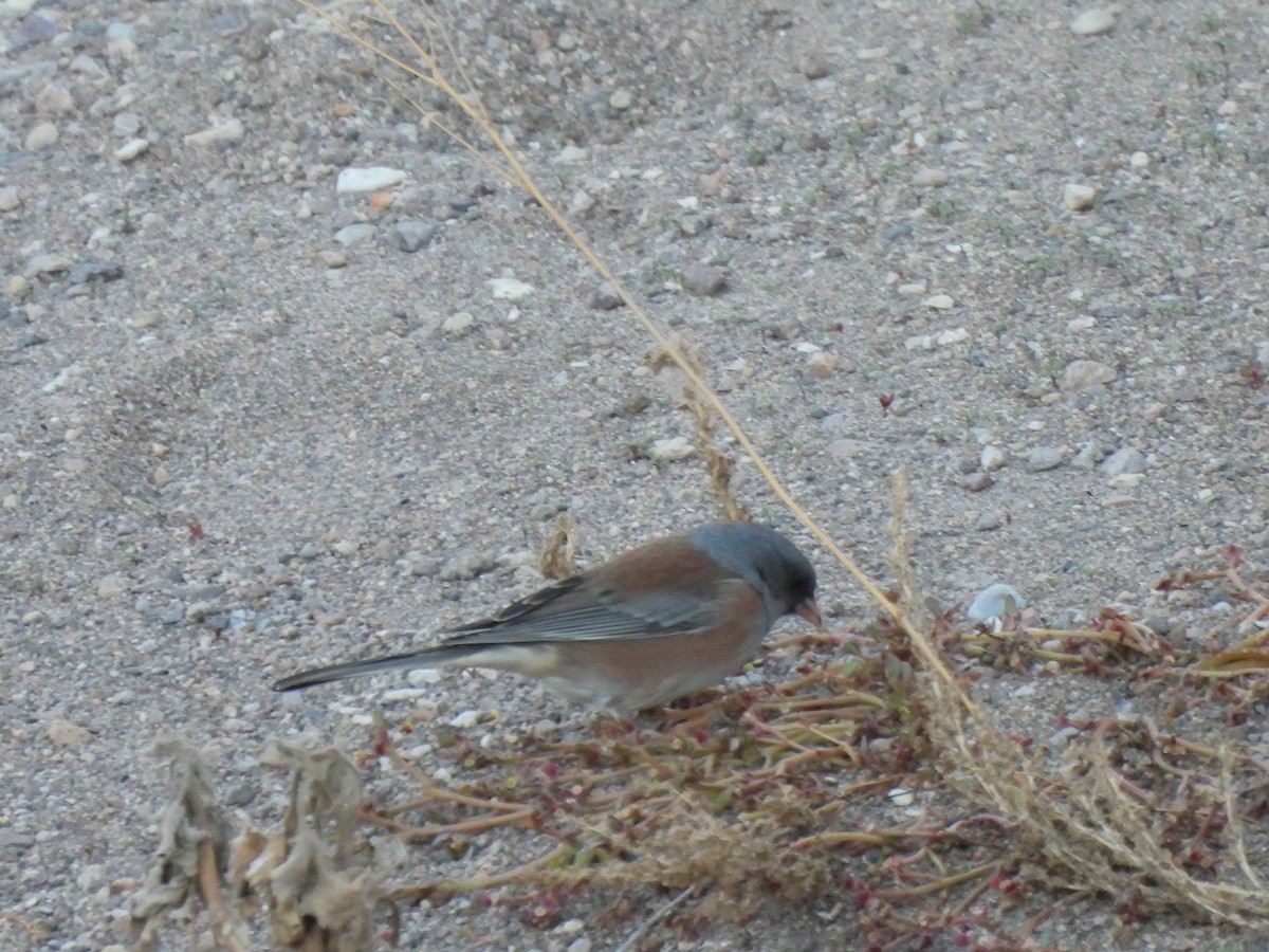 Dark-eyed Junco (Pink-sided) - ML644947308