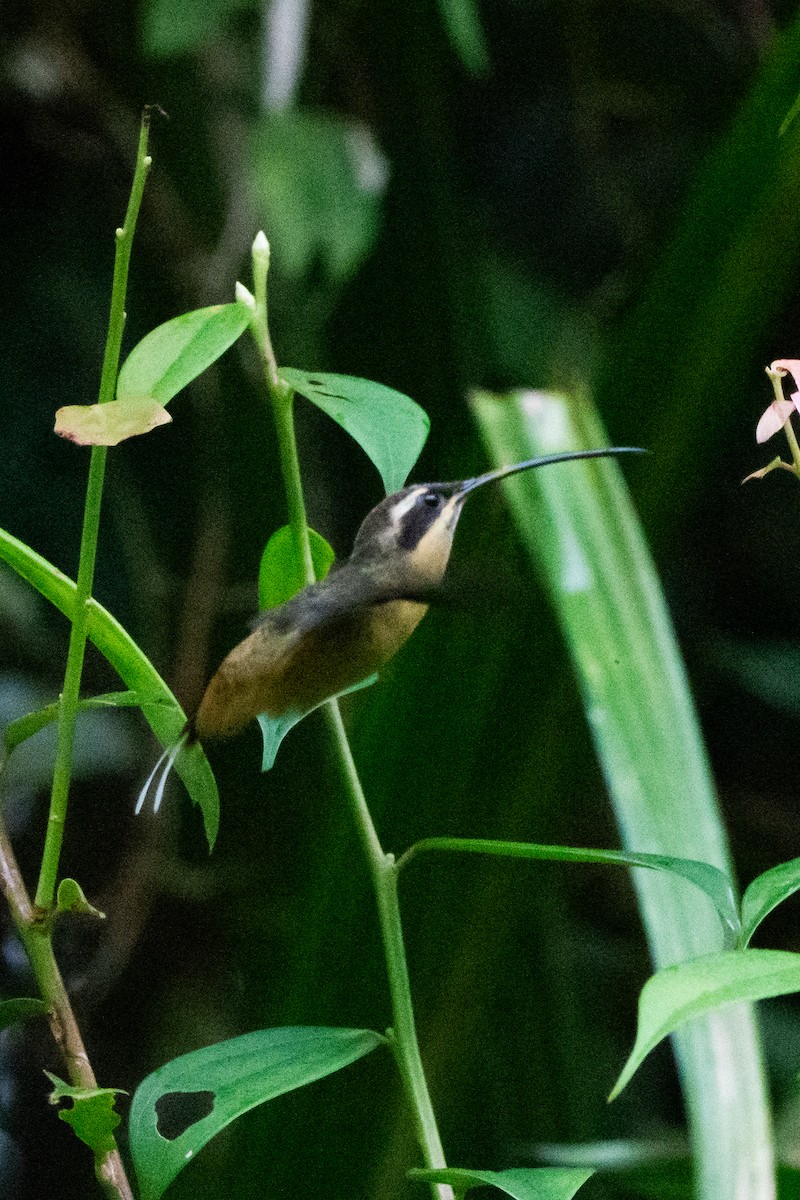 Orangebauch-Schattenkolibri - ML644947319