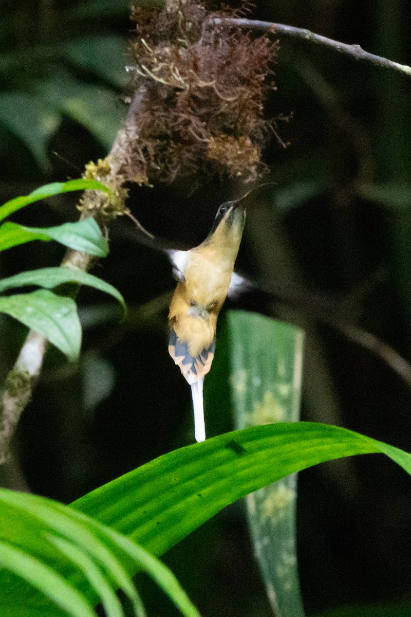 Orangebauch-Schattenkolibri - ML644947320