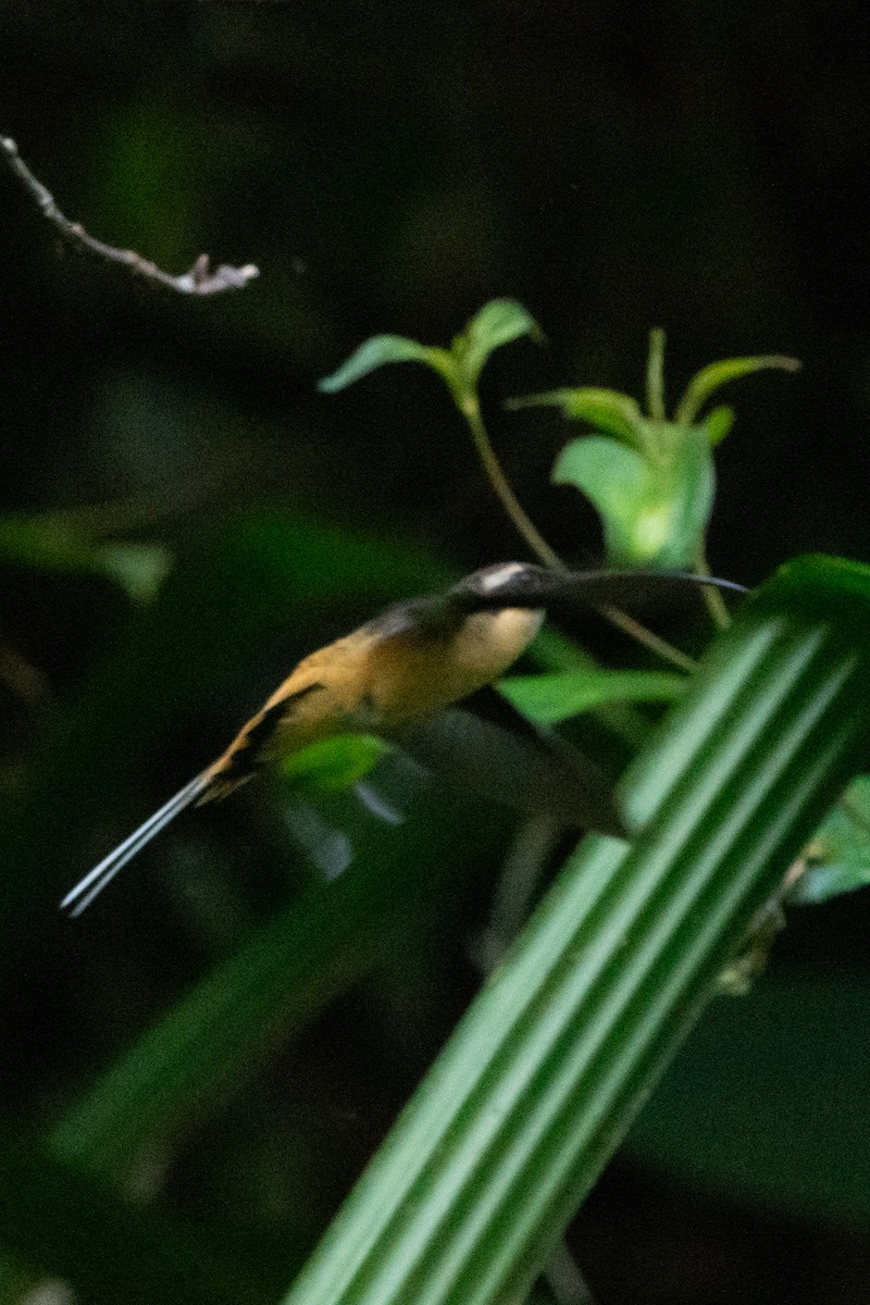 Orangebauch-Schattenkolibri - ML644947321