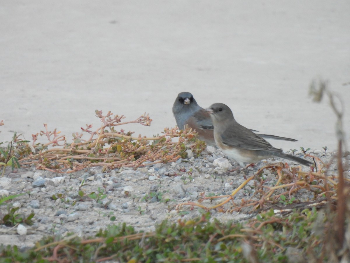 Dark-eyed Junco (Pink-sided) - ML644947325