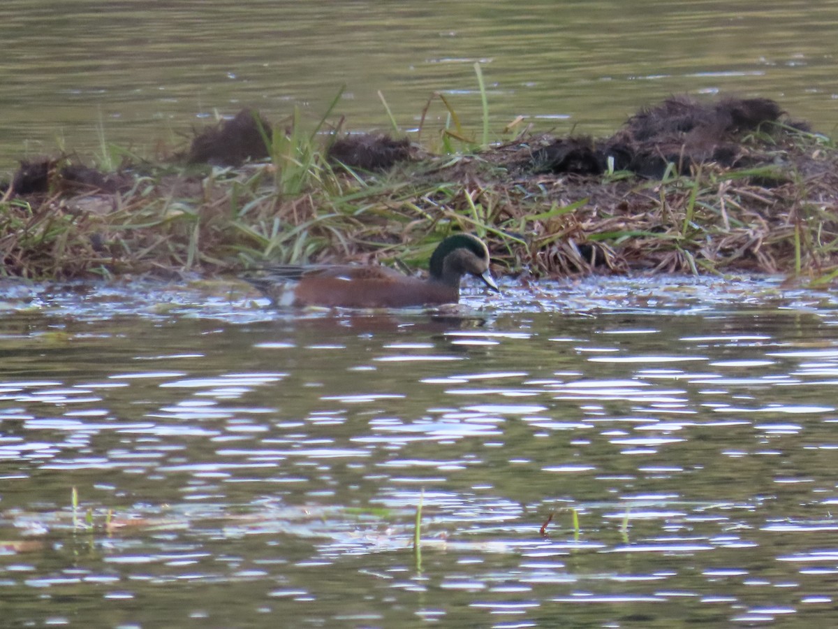American Wigeon - ML644947334
