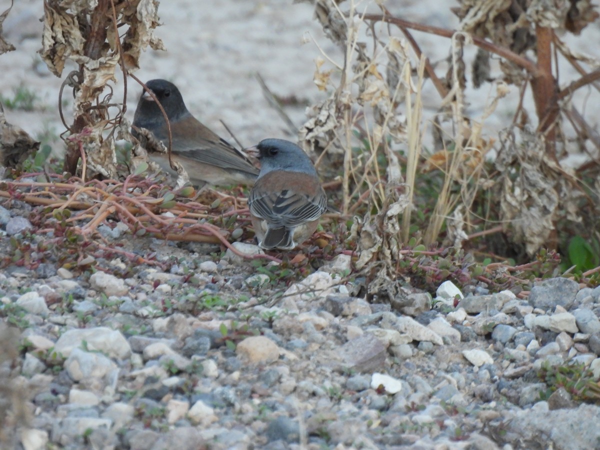 Dark-eyed Junco (Pink-sided) - ML644947343