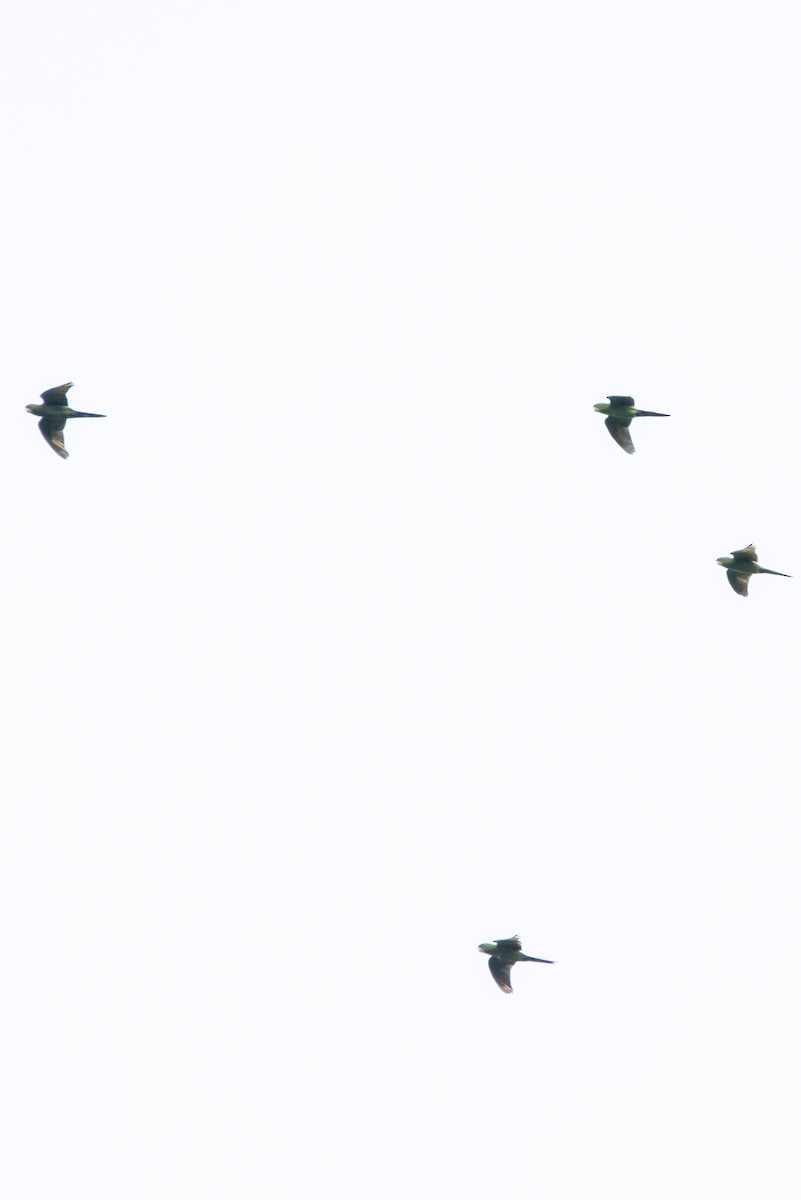 Scarlet-fronted Parakeet - ML644947345