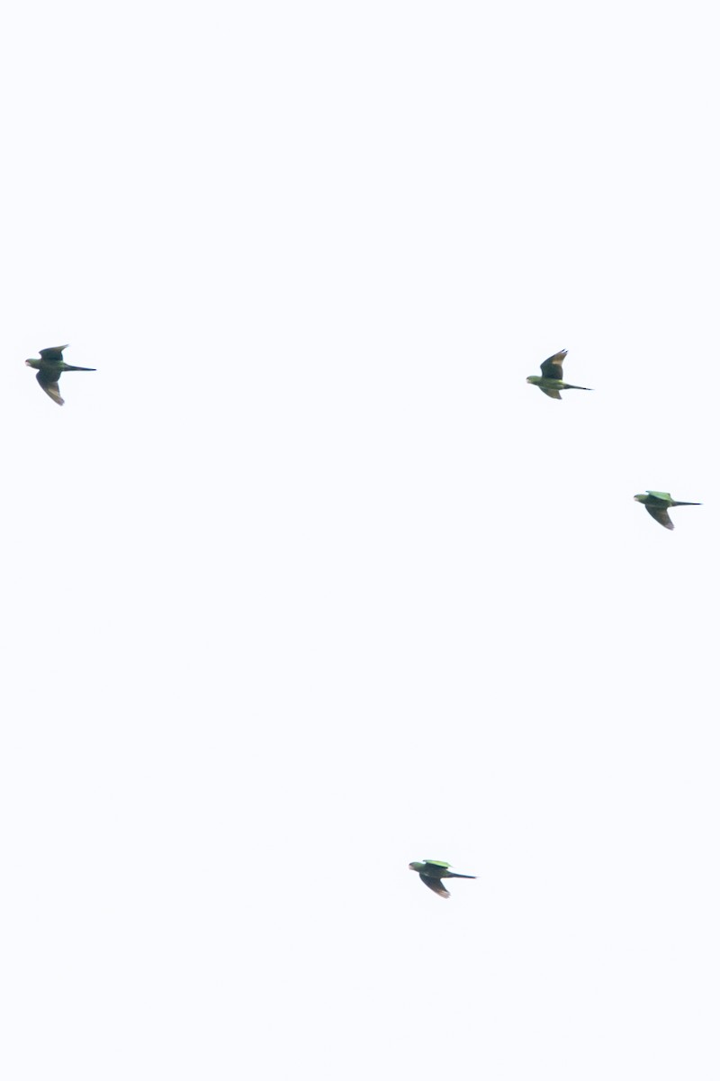 Scarlet-fronted Parakeet - ML644947346