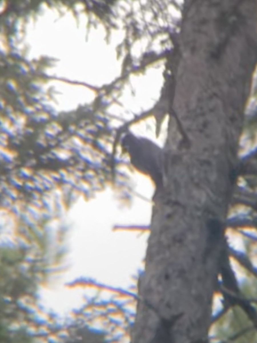 Black-backed Woodpecker - ML644947348