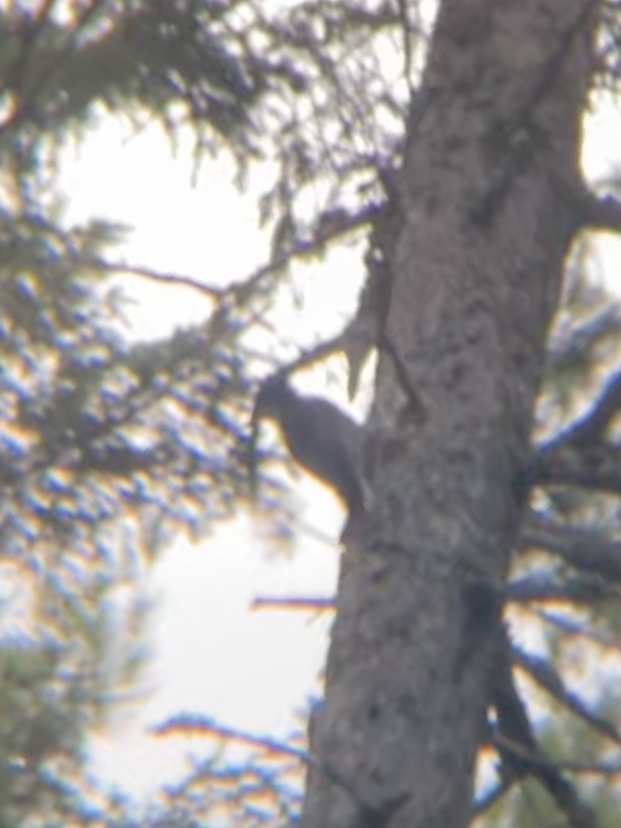 Black-backed Woodpecker - ML644947349