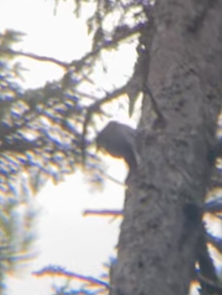 Black-backed Woodpecker - ML644947351