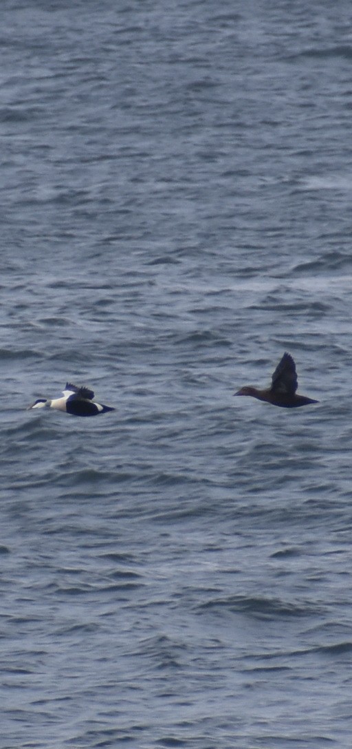 Common Eider - ML644947356