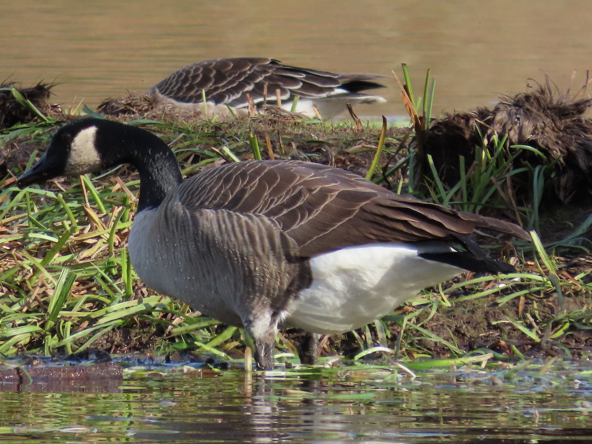 Canada Goose - ML644947360