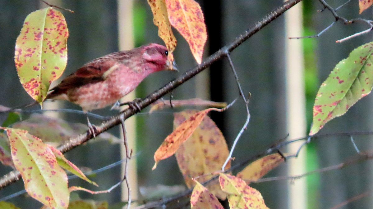 Camachuelo Purpúreo - ML644947363