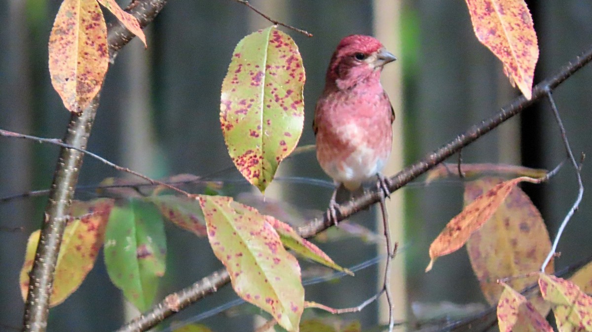 Camachuelo Purpúreo - ML644947364