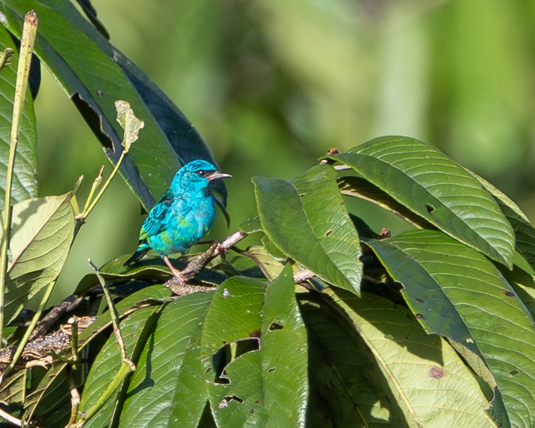 Blue Dacnis - ML644947372