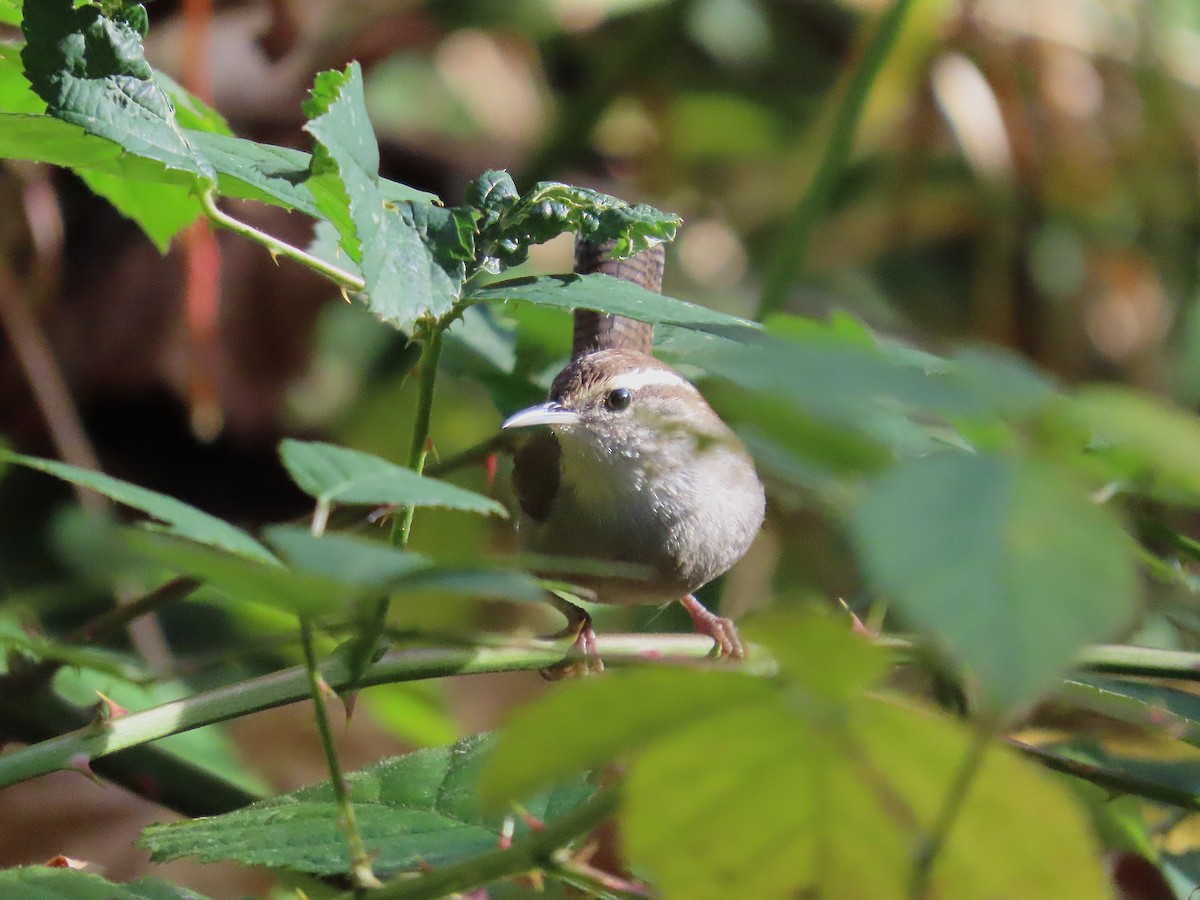 Bewick's Wren - ML644947373