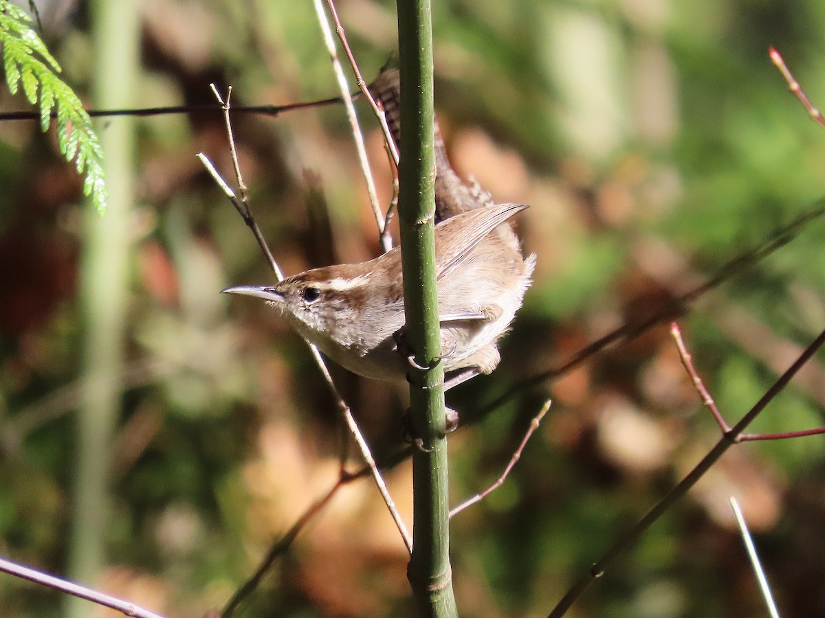 Bewick's Wren - ML644947376