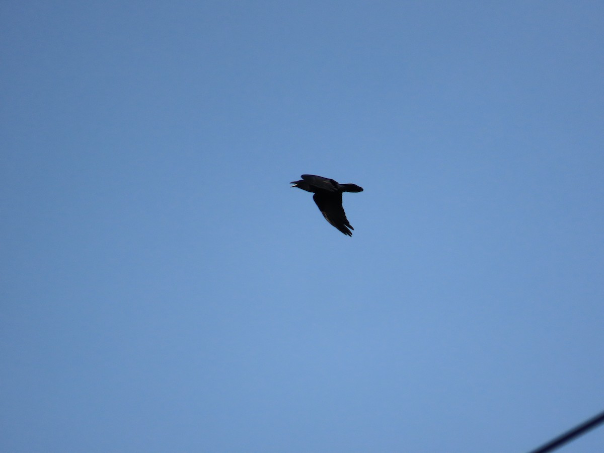 Common Raven - ML644947392