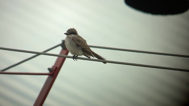 Gray Kingbird - ML644947394