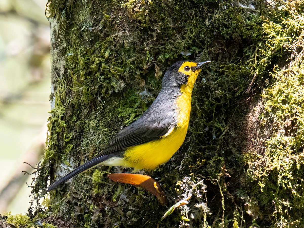Spectacled Redstart - ML644947396