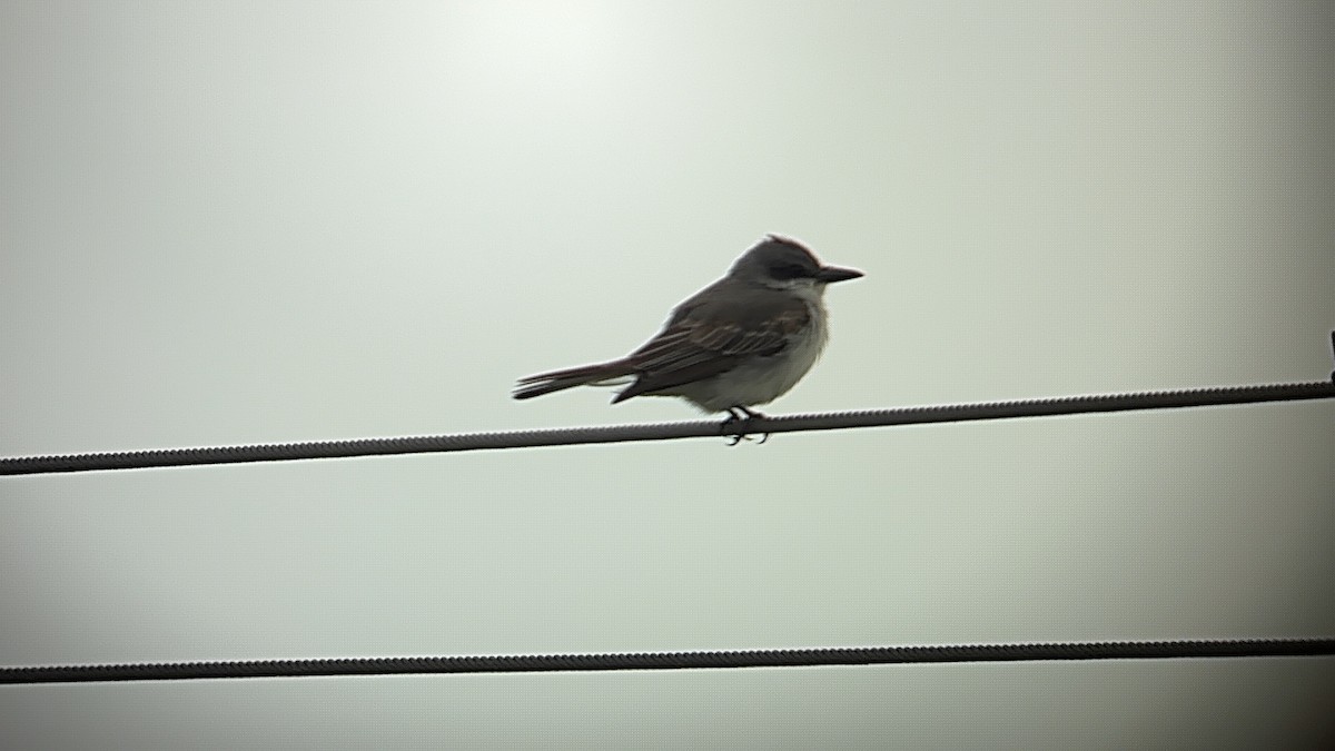 Gray Kingbird - ML644947399