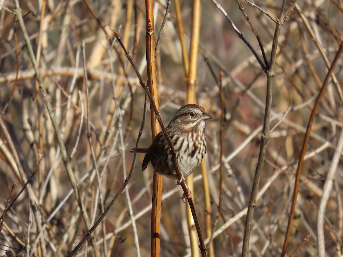Song Sparrow - ML644947400