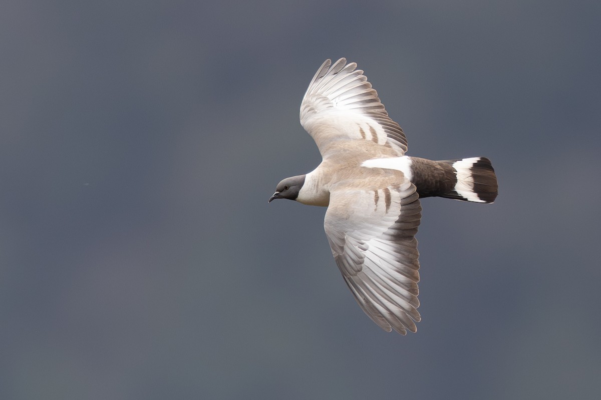 holub sněžný - ML644947401