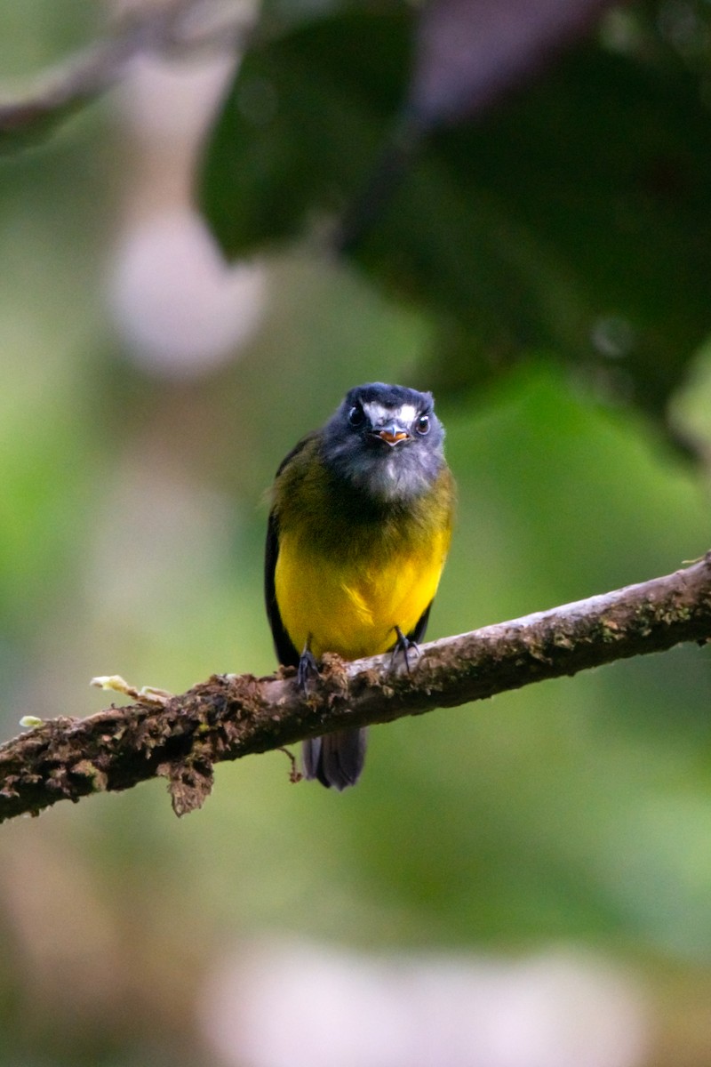 Ornate Flycatcher - ML644947406