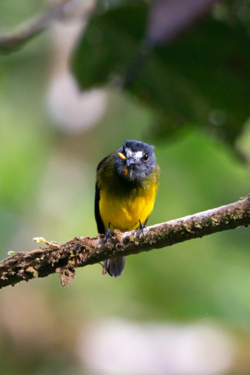 Ornate Flycatcher - ML644947407