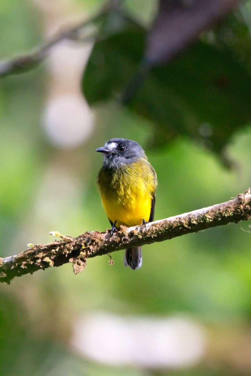Ornate Flycatcher - ML644947410