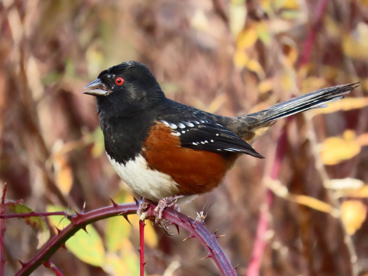 Spotted Towhee - ML644947411